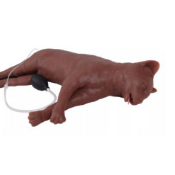 Capper Kassi elustamismannekeen